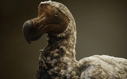 Các nhà khoa học đang lên kế hoạch để "hồi sinh" loài chim Dodo đã tuyệt chủng