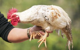 Giống gà tiến vua đắt nhất nhì Việt Nam: Gần Tết lại được săn lùng, 40 triệu/một con cũng có người mua
