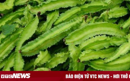 Quả đậu rồng có công dụng thần kỳ gì với sức khỏe?