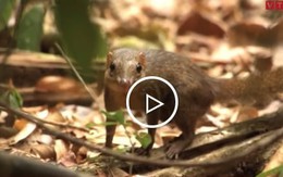Loài vật gây tranh cãi ở VQG Cát Tiên: Sóc, chuột, hay linh trưởng?