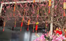 Đào huyền là gì mà các dân chơi đều săn đón trong dịp Tết?