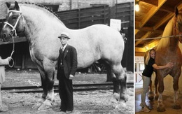 Đây là những con ngựa cao nhất và nặng nhất từng được ghi nhận