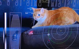NASA 'tải xuống' thành công đoạn video quay mèo từ khoảng cách 31 triệu km ngoài không gian