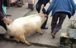 Trung Quốc: Giám đốc công an mê mổ lợn tự tay làm thịt 3.000 con, tham vọng kiếm hơn 200 tỷ