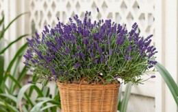 Cuối năm sửa sang nhà cửa, bày ngay loại cây này ở phòng ngủ vừa giúp ngủ ngon, tốt cho sức khỏe vừa hút tài lộc