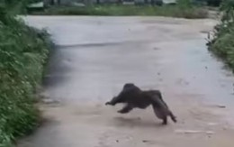 Khỉ tấn công nhiều người, cắn chết 4 con chó ở Quảng Nam