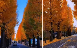 Một trường đại học gây bão với khung cảnh lá vàng rơi ngập khuôn viên, sao lại có nơi đẹp mê mẩn đến thế?