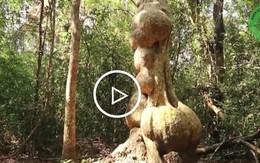 Thân cây có nhiều khối u kỳ quái độc nhất Việt Nam