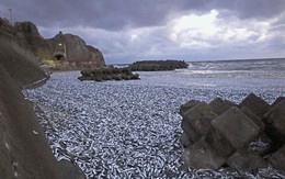 Nhật Bản: Choáng khi thấy hàng nghìn tấn cá chết dạt vào bờ biển