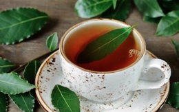 Uống trà nguyệt quế vào buổi sáng mang đến nhiều lợi ích sức khỏe