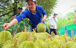 Lý do sầu riêng Việt giá 200.000 đồng/kg, Malaysia bán tới 100 USD/kg?