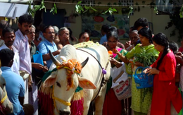 Ấn Độ biến Valentine thành ‘Ngày ôm bò’