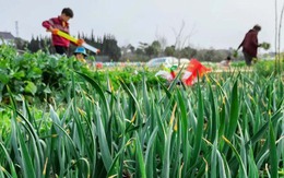 Trào lưu mới ở Trung Quốc: Dân đô thị ra ngoại thành thuê đất để trồng rau