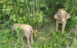 Nghệ An phát hiện 'lão' voi 70 tuổi đã chết