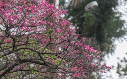 Ngắm hoa anh đào Nhật Bản khoe sắc ở Hà Nội