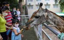 Thảo Cầm Viên Sài Gòn báo lãi kỷ lục dù 'trả lại' 13 tỷ đồng tiền ngân sách hỗ trợ Covid-19