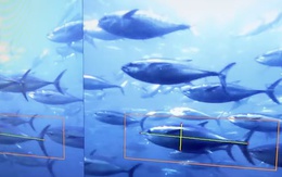 Nhật Bản ứng dụng AI vào nuôi cá lồng