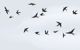 Các nhà khoa học đã biến những con chim chết thành máy bay không người lái