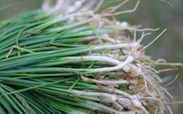 Nên kết hợp đậu phụ với thực phẩm gì để tăng cường sức khỏe?