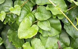 Trồng cây cùng họ loại rau quen thuộc ở Việt Nam, nông dân thu lời nhờ bộ phận này của nó