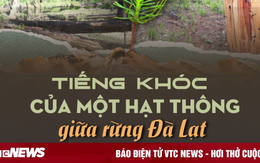 Tiếng khóc của một hạt thông giữa rừng Đà Lạt