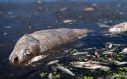 Mỹ: Nghiên cứu mới cảnh báo ăn cá trong sông hồ nước ngọt bị ô nhiễm tương đương với việc uống thuốc độc trong một tháng
