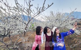 Lạc bước giữa tiên cảnh hoa mận trắng ở Lai Châu