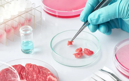 Thịt nuôi cấy trong phòng thí nghiệm liệu có thể thay thế 'thịt thật' trong tương lai?