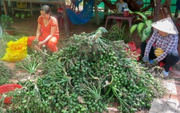 Trung Quốc gom mua cau non giá cao, Cục Trồng trọt khuyến cáo không trồng ồ ạt