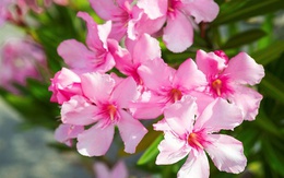 Loại cây cảnh cực độc, được mệnh danh là "sự quyến rũ của thần chết" nhưng lại được trồng khá nhiều tại Việt Nam