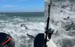 Hãi hùng cảnh hàng trăm con cá mập săn mồi giữa biển