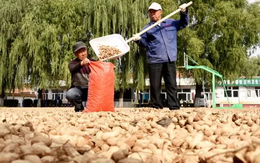 Loạt hạt “nhà trồng được” của Việt Nam đang khan hiếm trên toàn cầu, Trung Quốc mạnh tay gom khắp nơi do thiếu trầm trọng