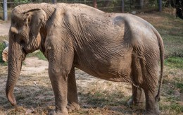 Ám ảnh với bức ảnh voi Thái Lan biến dạng sau 25 năm nai lưng phục vụ du khách