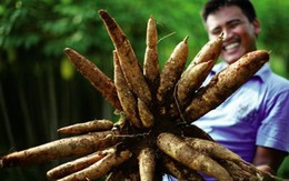 Doanh nghiệp kinh doanh bột sắn mỗi ngày thu gần 20 tỷ đồng, cổ phiếu "nhăm nhe" lập đỉnh, cổ tức tiền mặt “đều như vắt tranh”