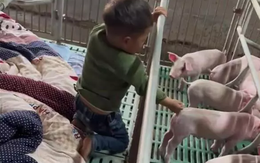 Đóng giường cho con 2 tuổi nằm trong chuồng lợn, ông bố đưa lý do khiến nhiều người bất ngờ