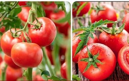 Tác dụng của cà chua đối với sức khỏe