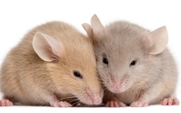 Các nhà khoa học lần đầu tiên tạo ra chuột con từ tế bào của 2 con chuột đực