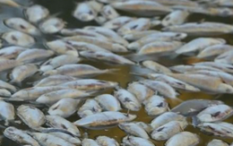 Nồng độ oxy hòa tan thấp khiến hàng triệu con cá sông chết hàng loạt tại Australia