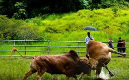 Gỡ dây thừng cho bò chọi, người đàn ông bị húc thấu ngực