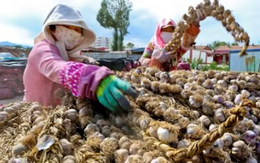 Mặt hàng này của Việt Nam được Trung Quốc ráo riết “săn lùng”, xuất khẩu tăng đột biến 20.000% trong năm 2022