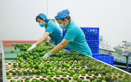 Loại quả của Việt Nam nhiều vô kể nhưng được ví như "vàng xanh" tại New Zealand, giá gần 1 triệu đồng/kg