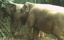 Hai cá thể voi rừng bất ngờ xuất hiện ở Vườn quốc gia Vũ Quang