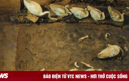 Hét giá con vịt 3,4 tỷ đồng, người phụ nữ sốc khi chuyên gia nói 'gấp 10 lần'