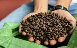 Vận mệnh hạt cà phê Việt Nam vốn không được đánh giá cao có thể xoay chuyển nhờ một yếu tố