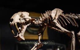 Trưng bày bản sao bộ xương hóa thạch của loài khủng long khổng lồ tại London