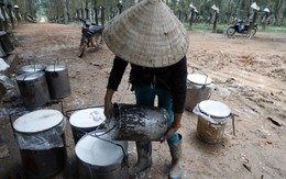 Một loại cây giúp Việt Nam kiếm nửa tỷ USD trong ba tháng đầu năm 2023