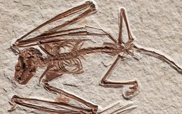Tìm thấy bộ xương dơi lâu đời nhất thế giới lên tới 52 triệu năm