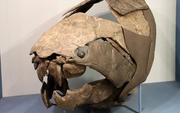 Kinh dị "hàm răng biết bơi" 358 triệu tuổi: Một miếng cắn bay 23 kg thịt