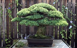 Ngắm cây bonsai gần 400 tuổi vượt qua vụ đánh bom Hiroshima