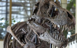 Bộ xương T-Rex được bán với giá hơn 6 triệu USD
